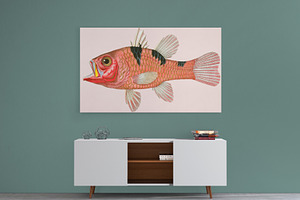 Vintage Fish Illustrations