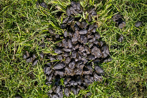 Patch of dark fertile soil in a green grass lawn, a Nature Photo by DanFLCreativo