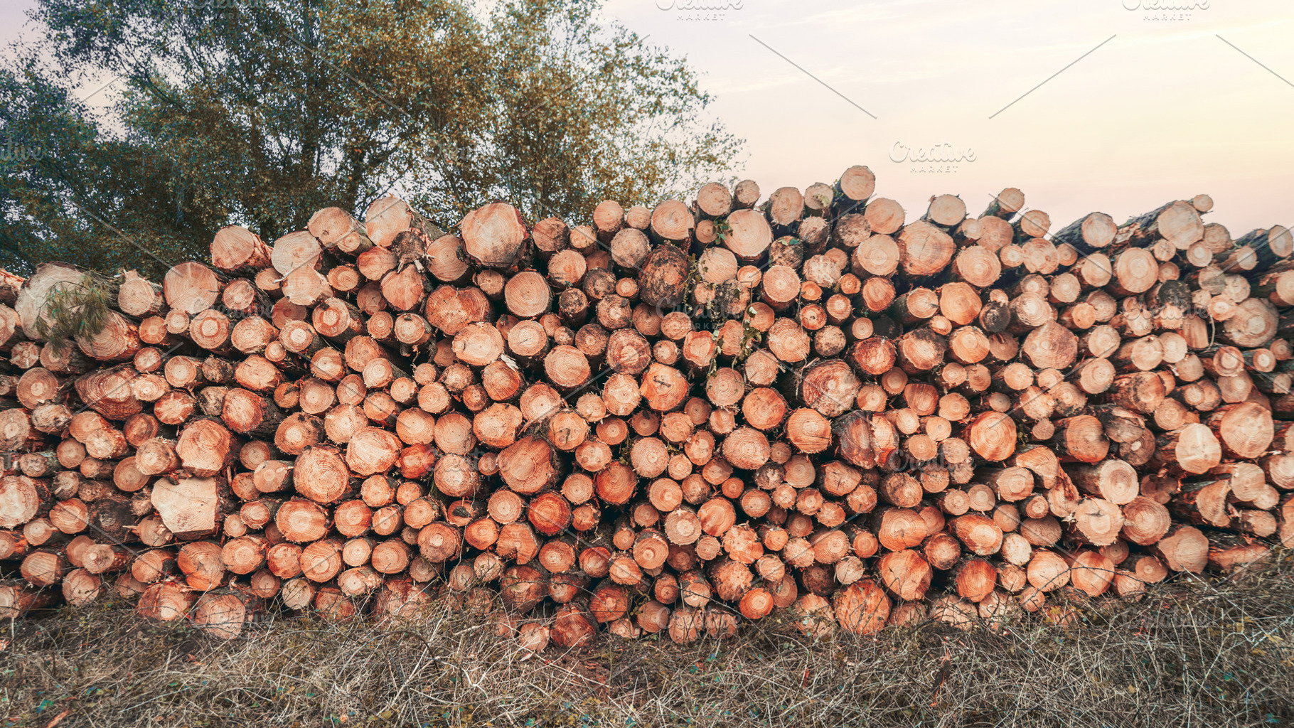 Stacked cut timber logs outdoors, an Industrial Photo by SkyNext