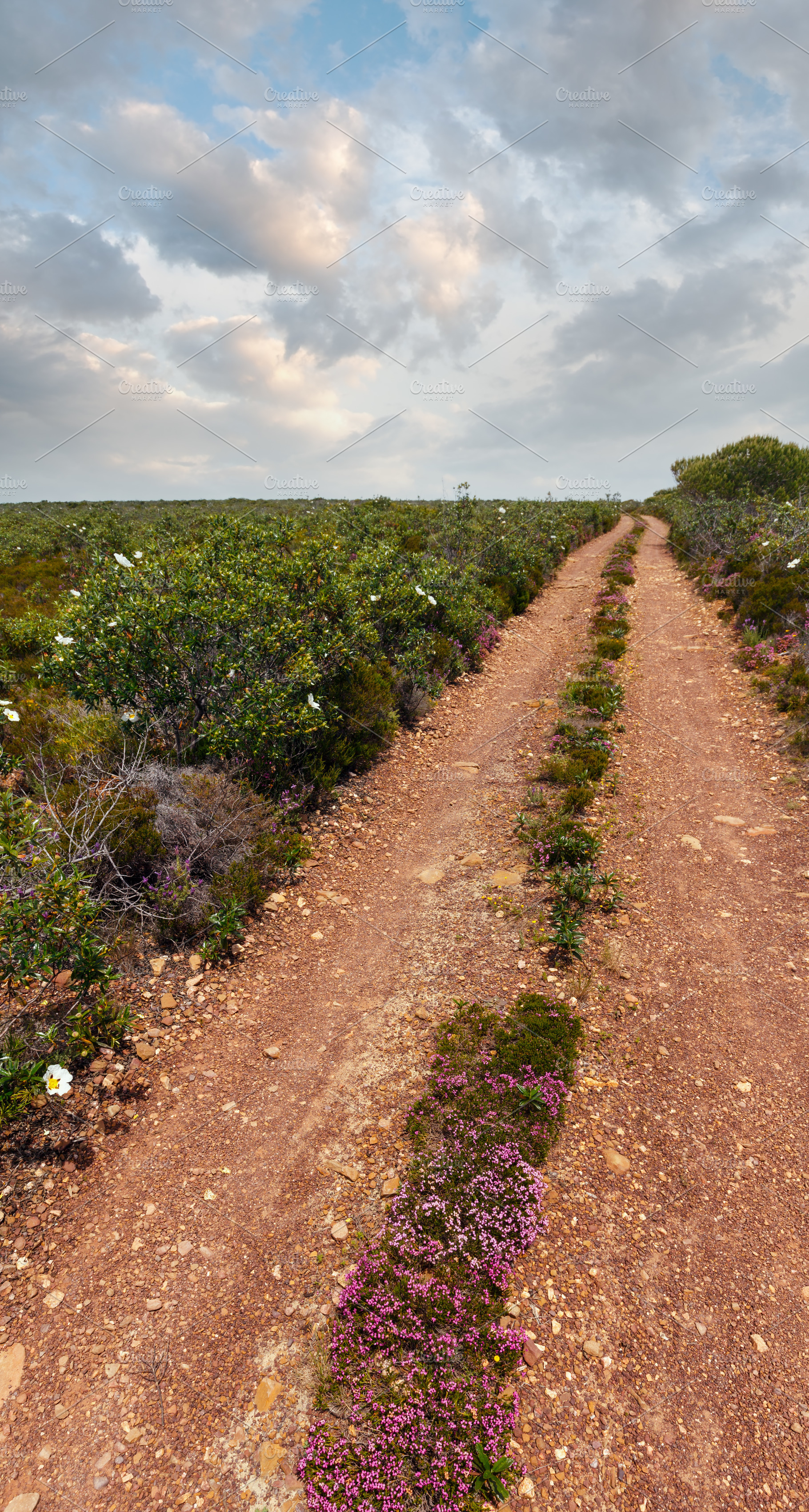 Dirty road and big white azalea wild flowers on the sides, a Nature Photo by YuriyB