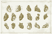 100+ Vintage Anatomy Vectors, a Healthcare Illustration by Shizzle Stock (Thumbnail 11 of 20)