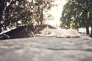 Photoshop Camera RAW Presets, a Plug-in Add-On by athadi (Thumbnail 5 of 5)