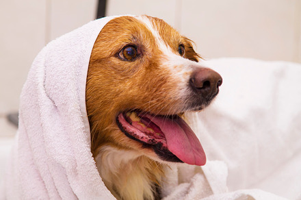 Dog with towel featuring pet, dog, and dry