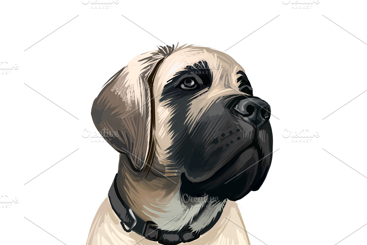Mastiffs and Pugs 34 PSD Dogs Set, an Animal Illustration by Dneprstock (Photo 9 of 15)