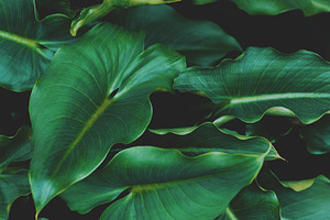 Lush Tropical Leaves Stock Photo
