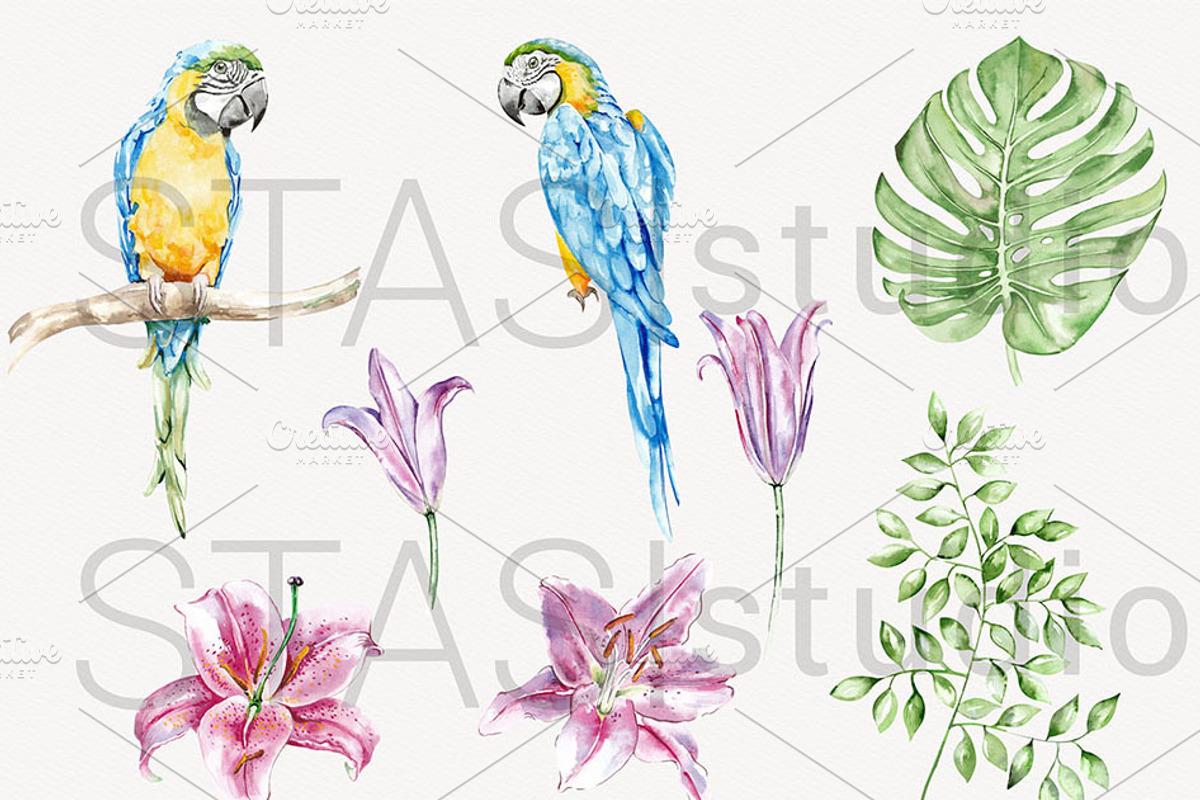 Tropical Parrots Watercolor Clipart, a Decorative Illustration by STASIstudio (Photo 2 of 4)