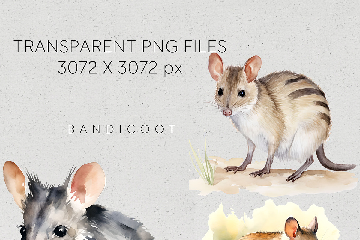Bulk Australian Animals Clipart PNG, an Animal Illustration by Pawcasso's Portraits (Photo 2 of 10)