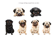 Pugs dogs watercolor clipart., an Animal Illustration by SavinV (Thumbnail 3 of 7)