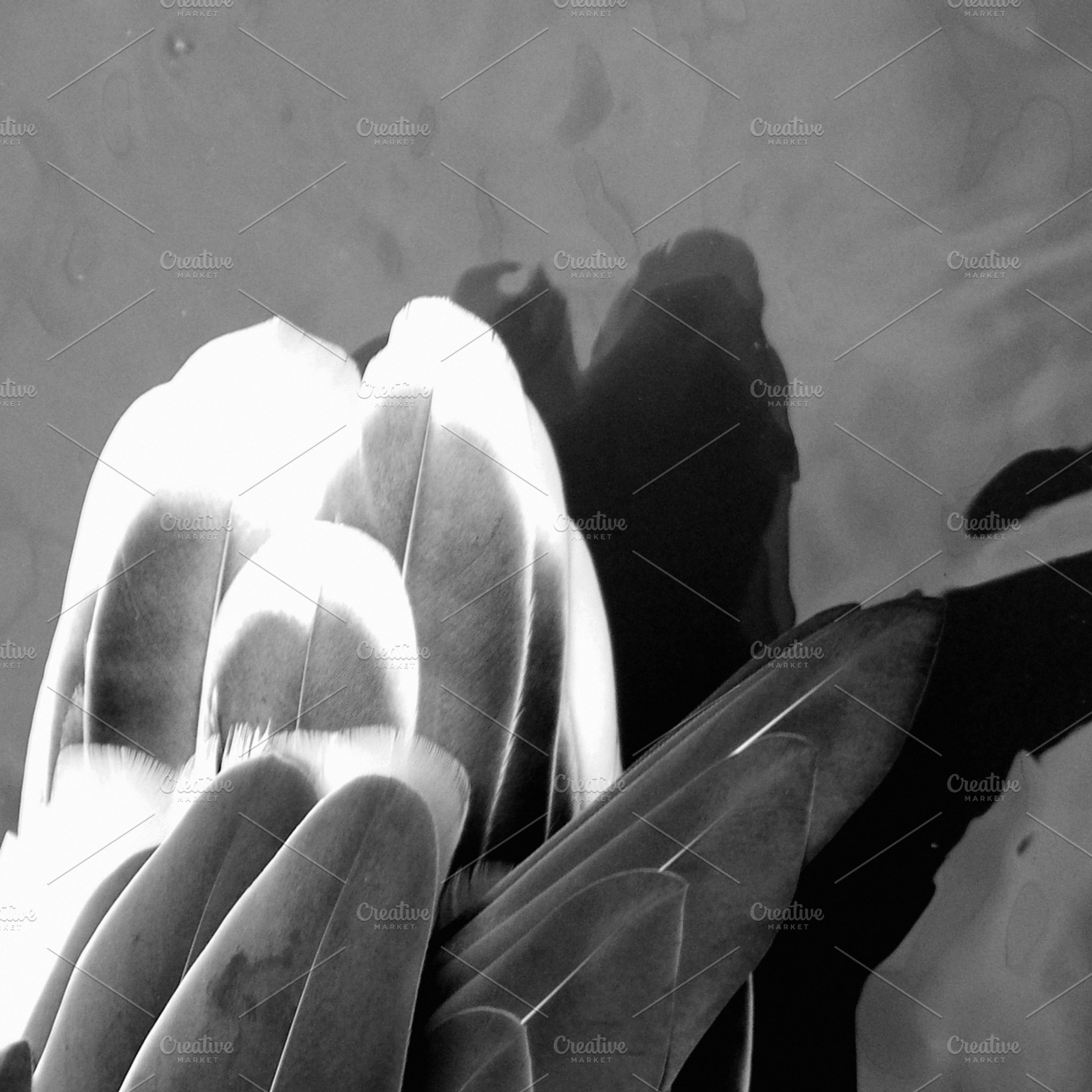 Feathers containing bw, vlack, and white