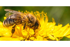 Detail closeup of honeybee, Apis, an Animal Photo by MadPhotos