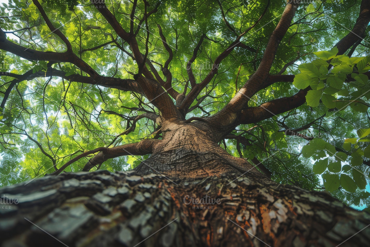 98 Trees view from below, a Nature Photo by Handmadefont (Photo 17 of 98)