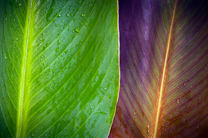 Two Leaves Nature Background, a Background Photo by THP Creative
