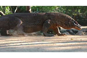 Komodo dragon walking on sand in the, an Animal Photo by Goinyk