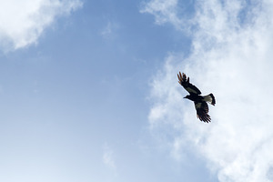 Bird soaring overhead containing bird, birds, and fly