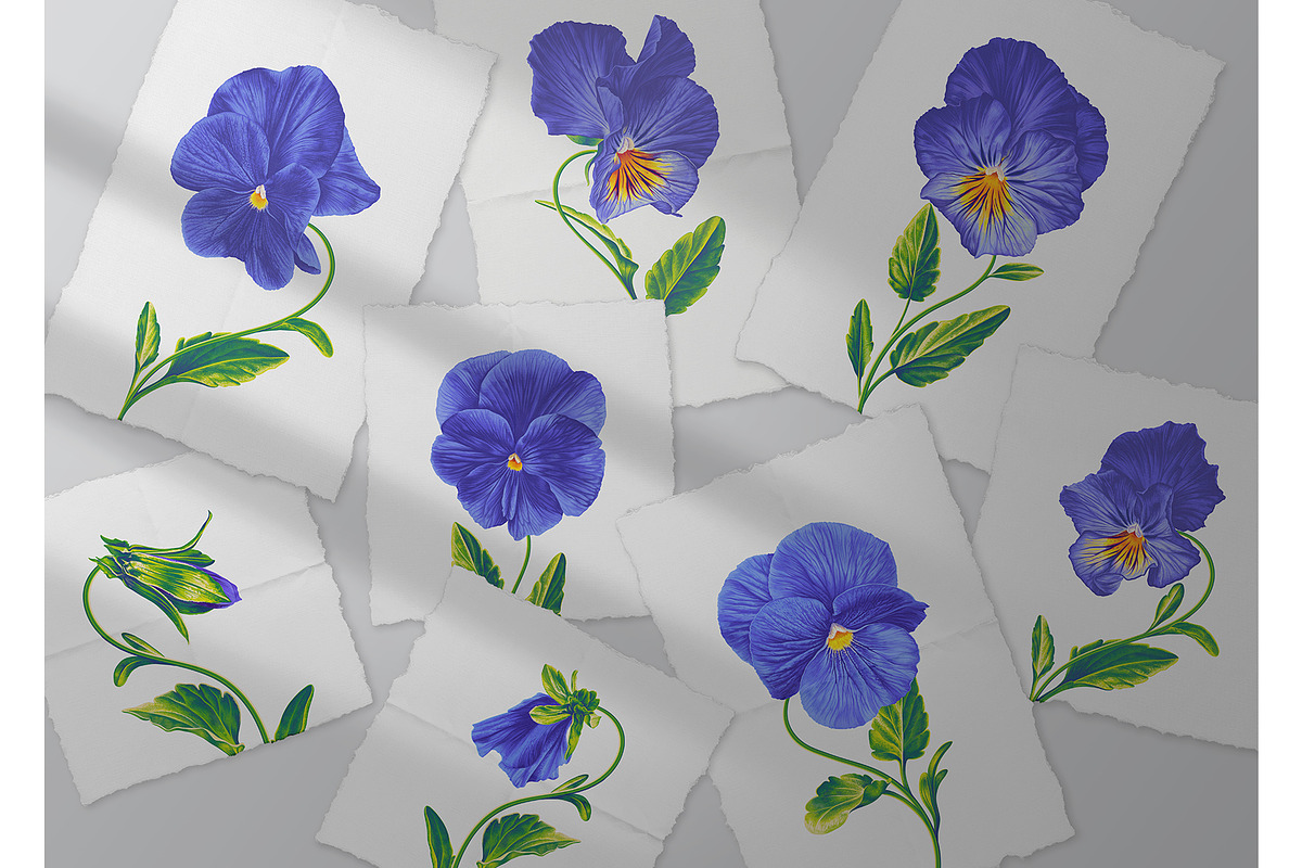 Blue Pansies Vector Set, an Illustration by MarynaPetrovska (Photo 5 of 15)