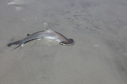 baby hammerhead shark, an Animal Photo by Viktor