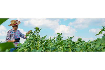 Field sunflowers farmer in the field, a Nature Photo by yanadjana