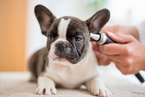 Veterinarian examining dog ear in clinic, an Animal Photo by AlyaAnd