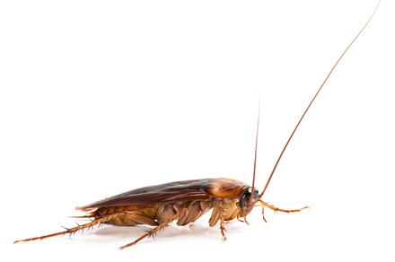 American cockroach stock photo containing cockroach and american