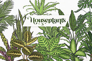 Indoor Plants VECTOR illustrations, a Seasonal Illustration by Natalka Dmitrova art (Thumbnail 15 of 16)