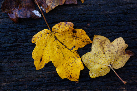 Close-up of two autumn leaves, a Nature Photo by Bepslabor