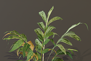 The Galanga Bush, a Plants & Tree 3D Model by FuturePastCreatives (Thumbnail 3 of 4)