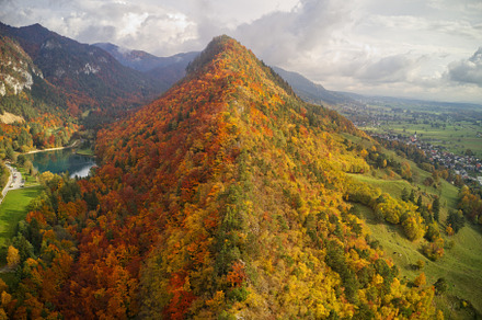 Beautiful autumn forest from above containing hike, fallen, and evening, a Nature Photo by Dreamy Pixel
