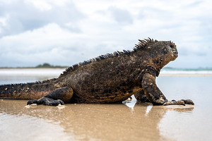 Marine iguana on the sandy shores of Isabela Island, Galapagos A, an Animal Photo by GoodGoods
