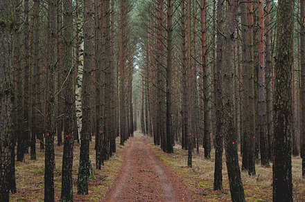 Forest road stock photo containing car and forest