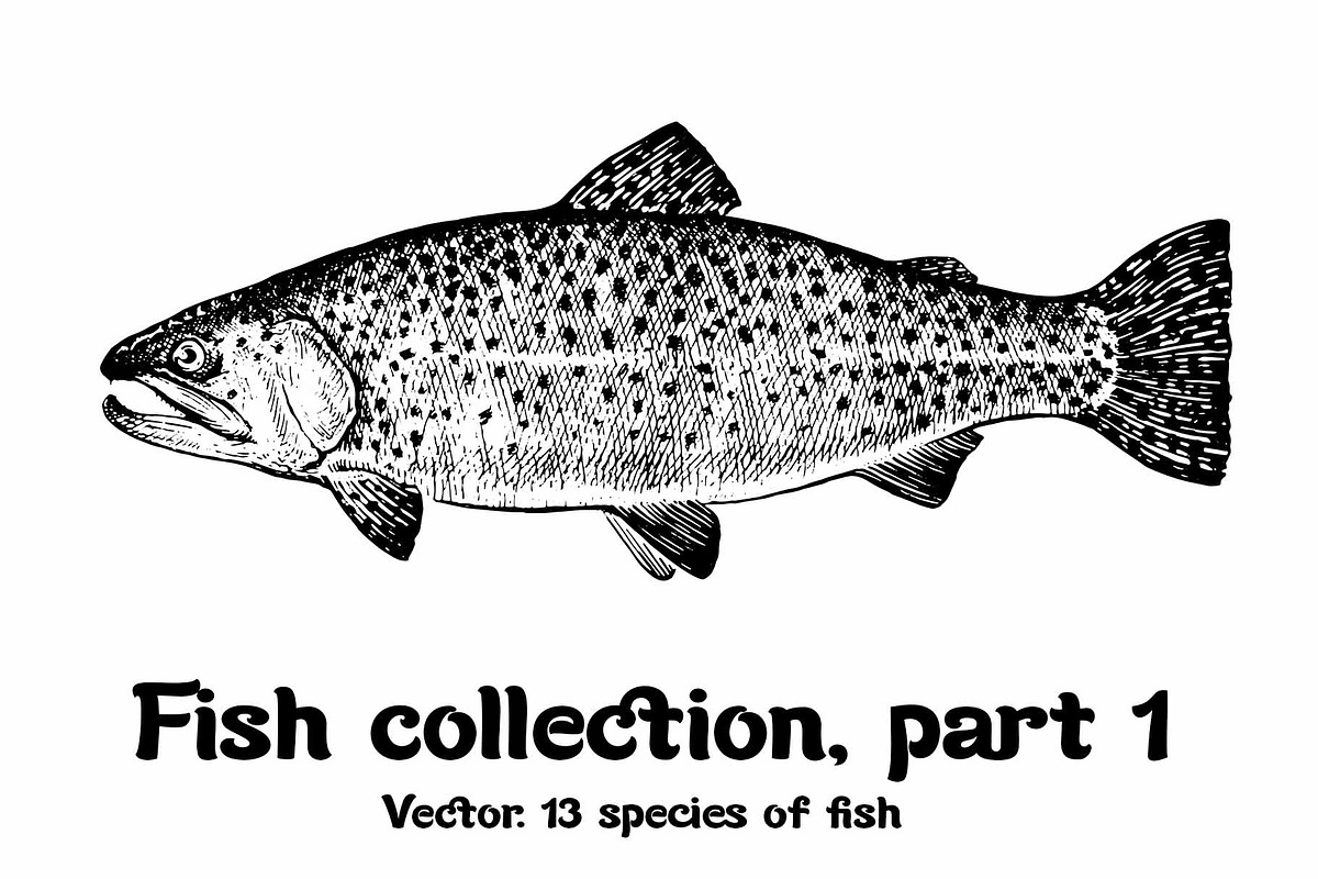 Fish collection, part 1, a Food Illustration by ZotovShop (Photo 1 of 14)