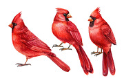 Christmas watercolor clipart, a Decorative Illustration by Hanna Hryharenka (Thumbnail 18 of 19)
