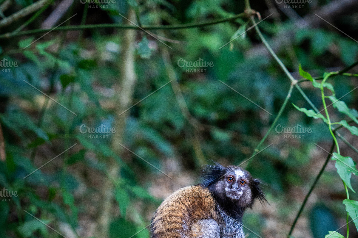 Brazilian Marmoset in the Forest, an Animal Photo by HiLine (Photo 5 of 11)