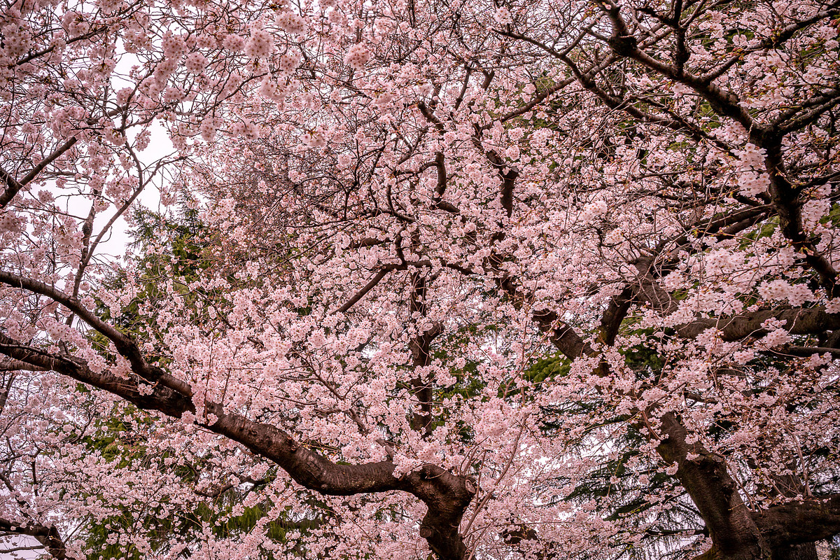 6 photos, Cherry Blossom gardens, a Nature Photo by Silent Nature (Photo 1 of 6)