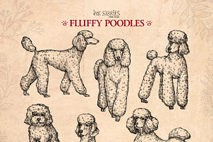 Fluffy Poodles