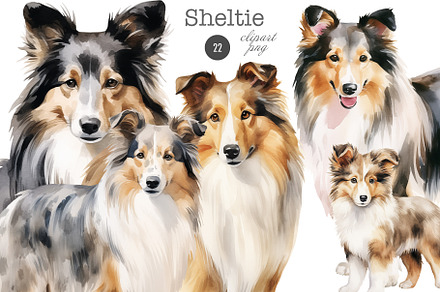 Sheltie
