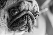 Creative Pug, an Animal Photo by WildStrawberry Magic (Thumbnail 4 of 6)