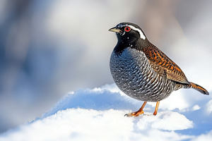 Bird on winter snow with footprints, a Photo by Pavel_design