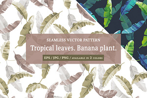 Tropical Leaves. Banana Plant.