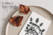 25 Medicinal Herbs Vector Collection, a Healthcare Illustration by Yevheniia (Thumbnail 2 of 11)