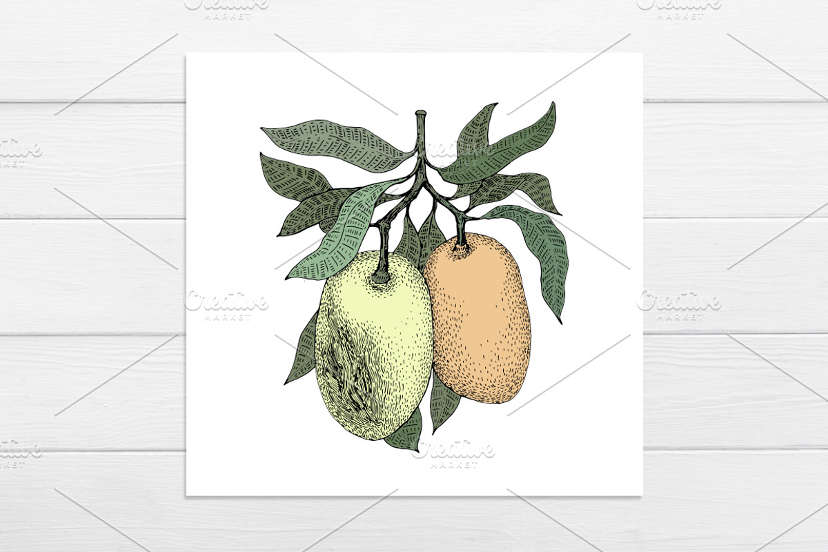Мango Vector Collection, an Illustration by Lubov Illustrations Shop (Photo 7 of 7)