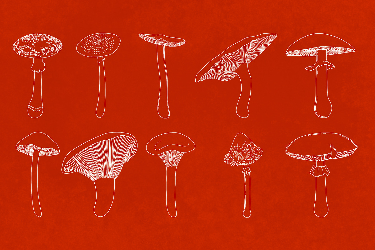 Procreate Wild Mushroom Stamps, a Brush Add-On by BrushBoy (Photo 5 of 7)