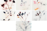 Foggy Flower Collection, a Background Graphic by nkate (Thumbnail 9 of 11)