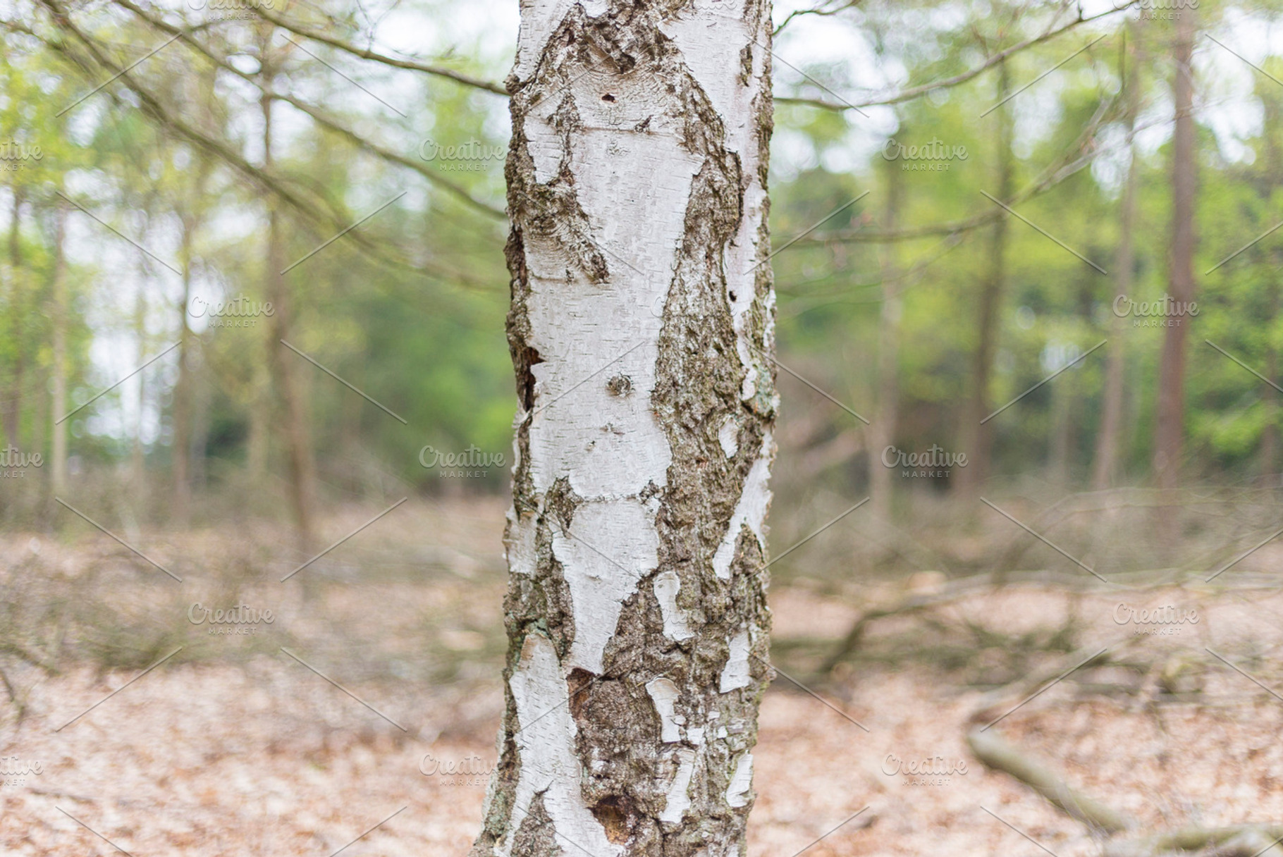 Birch Tree Bark Featuring Birch Bark And Tree