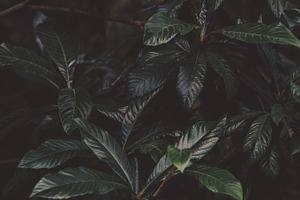 Dark and Moody Foliage Leaves photo, a Nature Photo by René Jordaan Photography