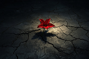 Resilient Flower Blooming on Cracked, Dry Earth, an Abstract Photo by Natalia Klenova's Shop