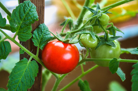Green and red balcony tomatoes hanging on a branch., a Food & Drink Photo by Detriana