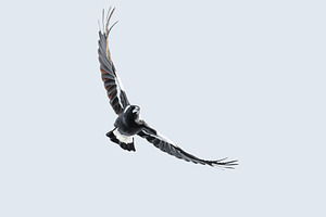 Australian Magpie in flight, an Animal Photo by Rob D Animal Photography