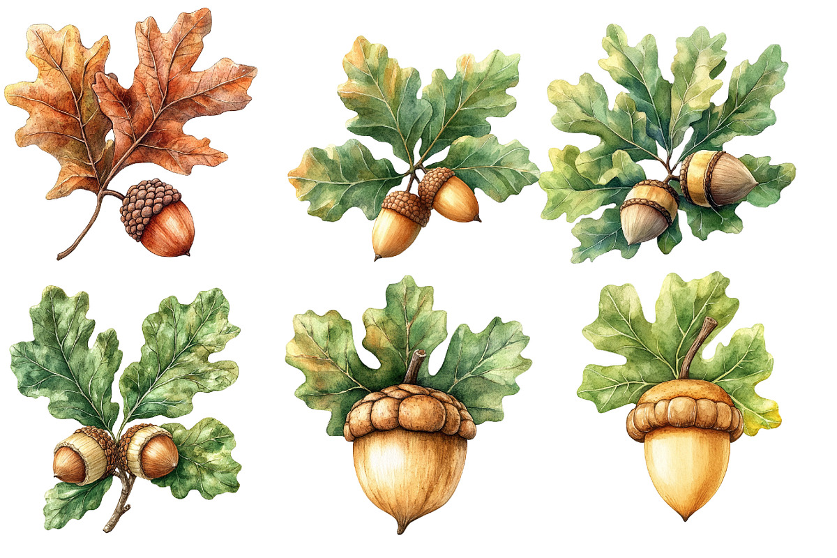 Watercolor Acorns & Oak Leaves, an Illustration by Designworld (Photo 2 of 5)