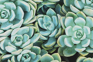 Pastel Turquoise Botanical Portrait, a Nature Photo by René Jordaan Photography