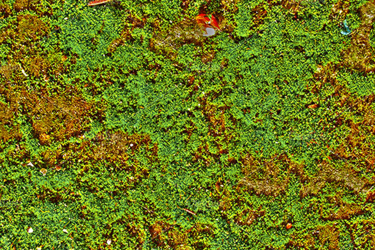 Moss preview 2